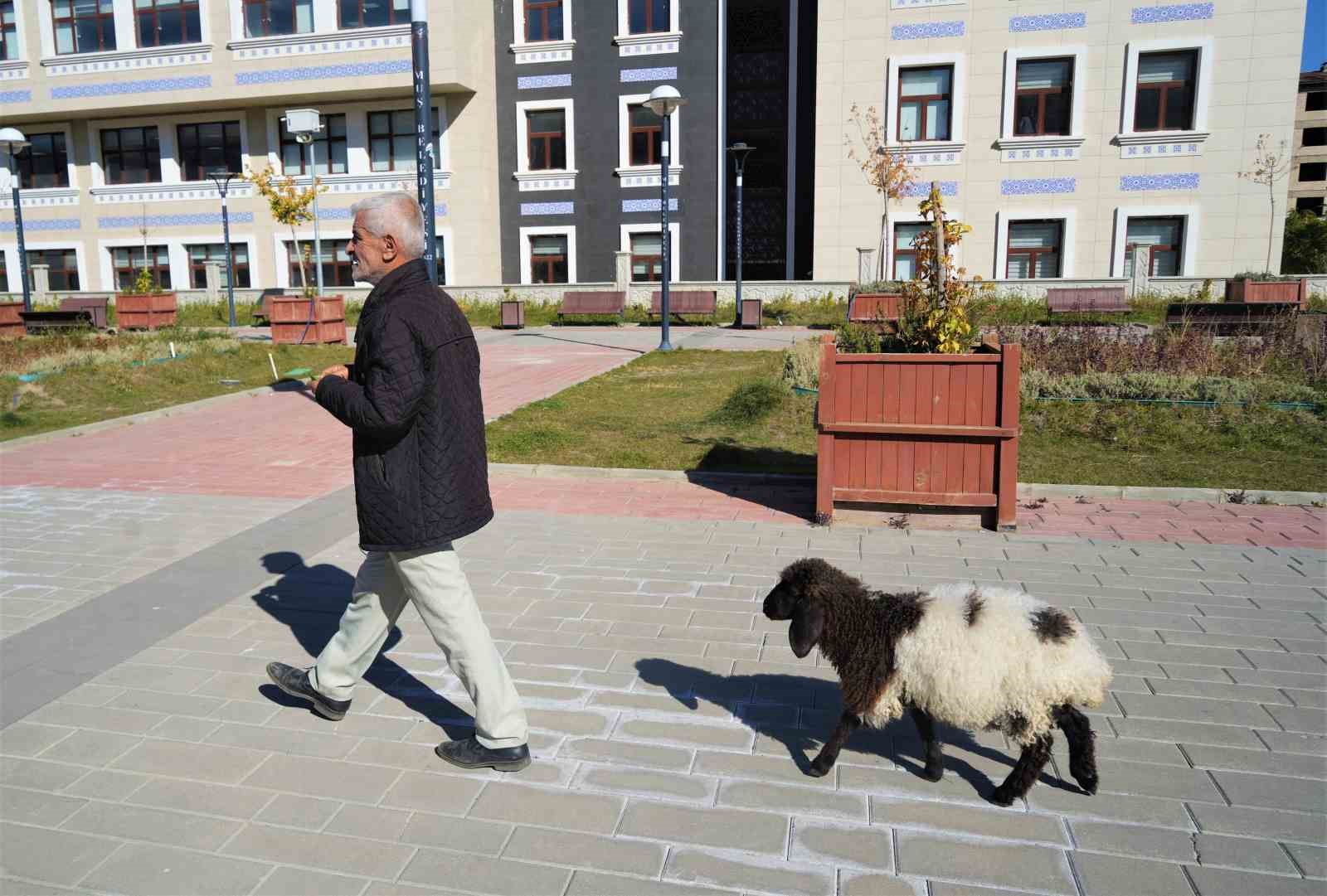 Muş’ta sıcak bir dostluk: Maşallah Aslan ve ‘Fulya’nın hikayesi yürekleri ısıttı
