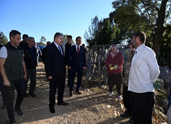 Osmaniye’de defne yaprağı hasadı başladı
