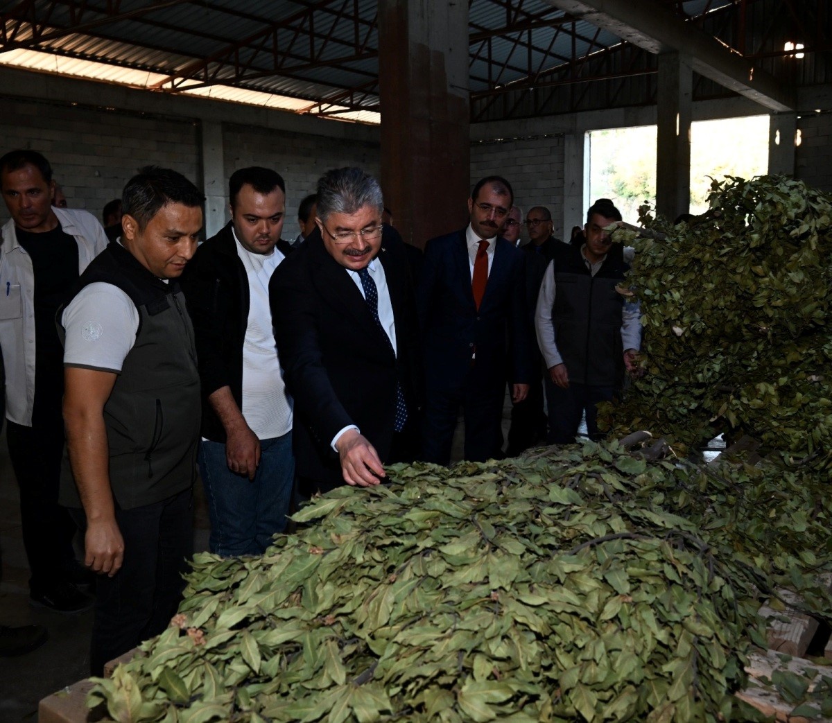 Osmaniye’de defne yaprağı hasadı başladı
