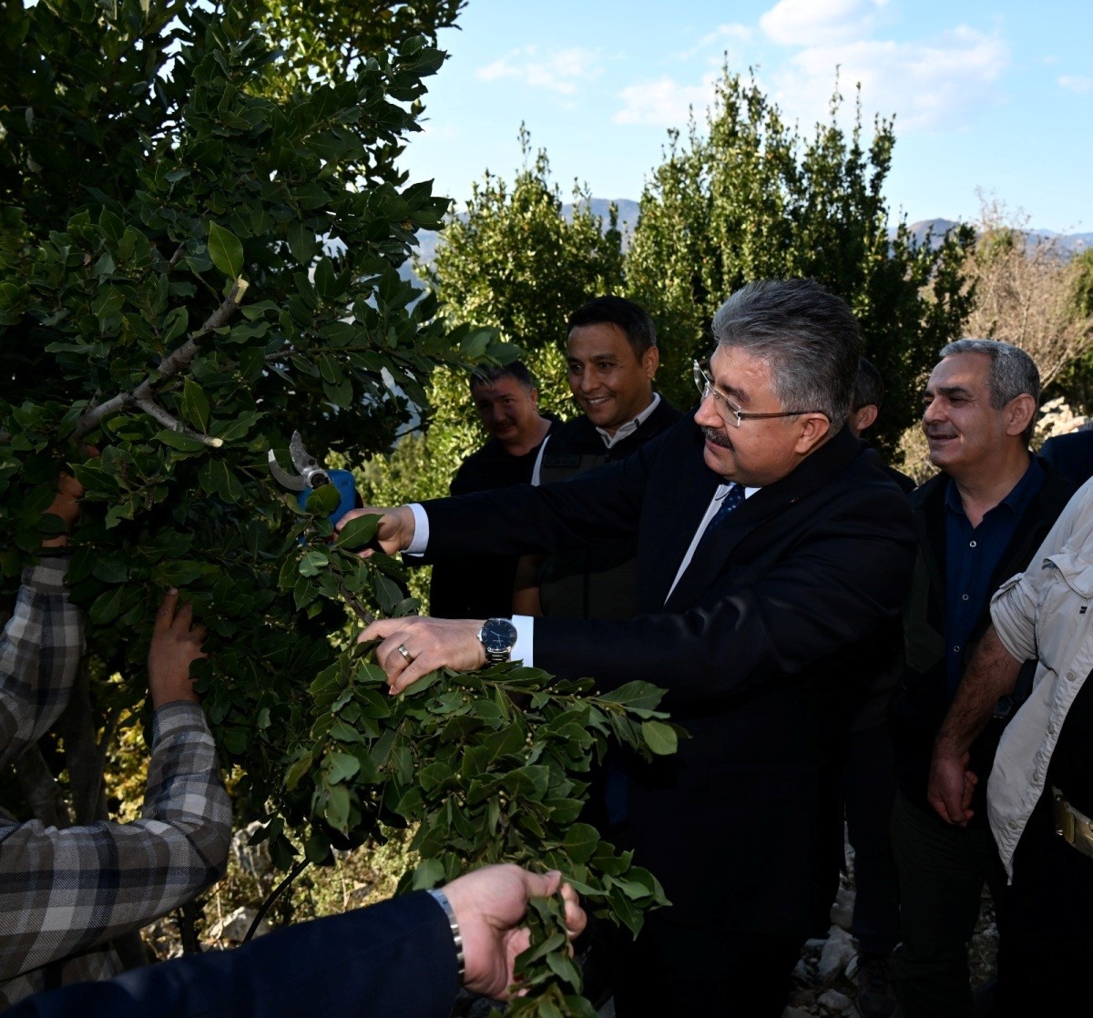 Osmaniye’de defne yaprağı hasadı başladı
