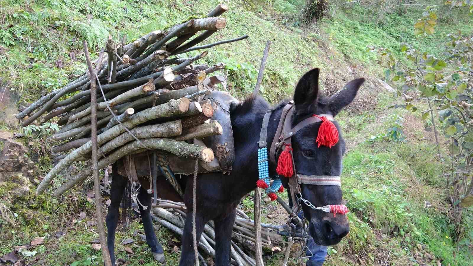 Giresun’un köylerinde katırcılık sona eriyor
