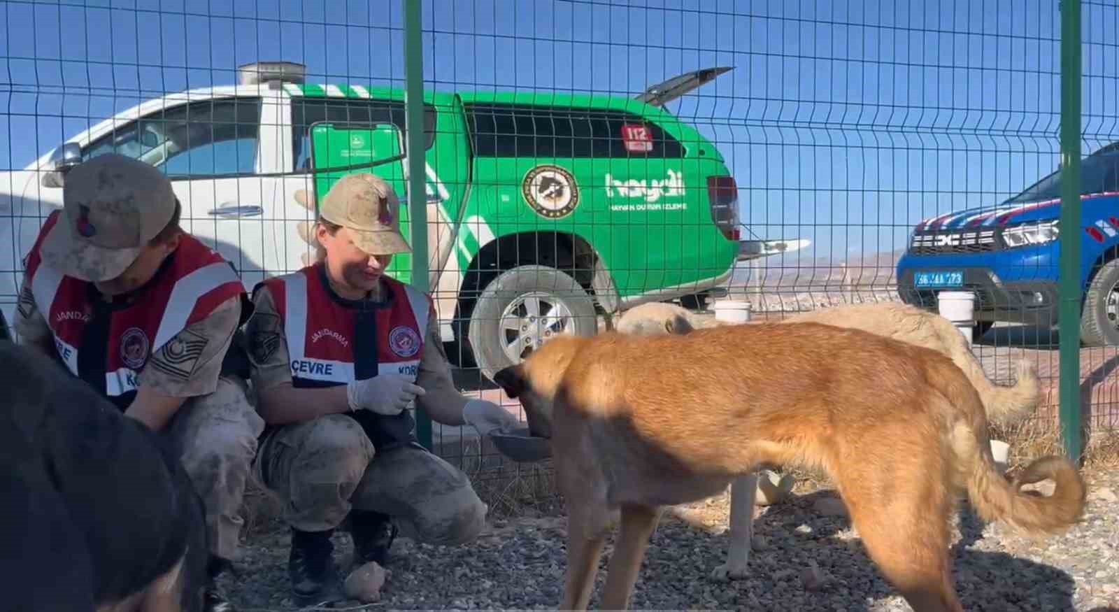 Jandarma doğayı koruma faaliyetlerini sürdürüyor
