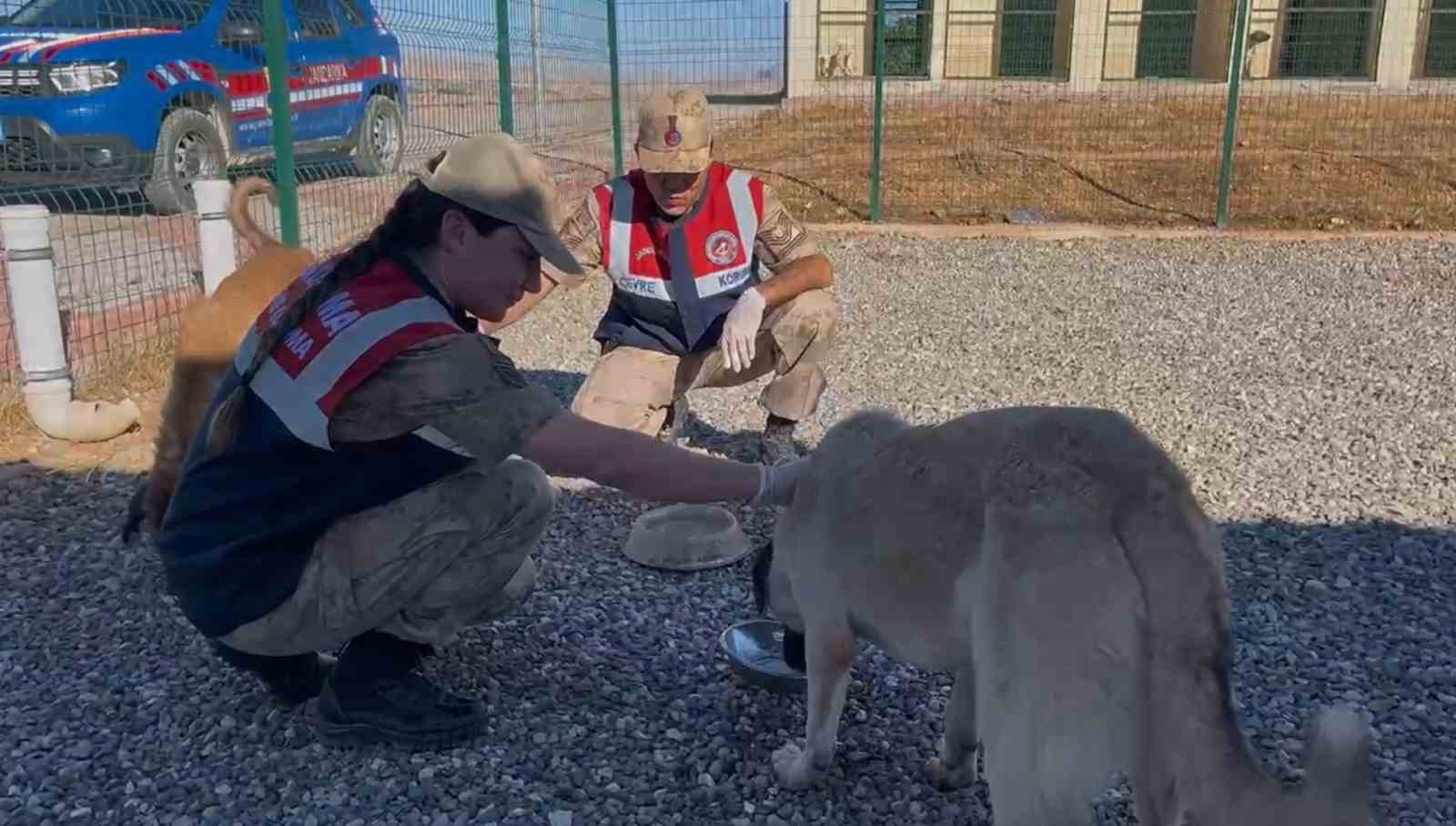 Jandarma doğayı koruma faaliyetlerini sürdürüyor
