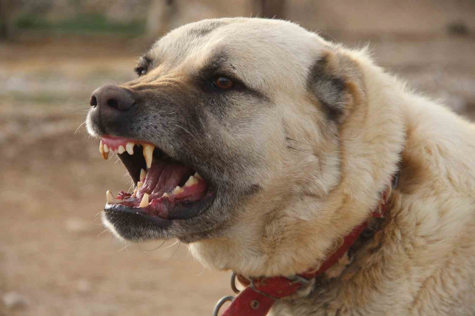 Yazın aslan, kışın kurt özellikleri taşıyor
