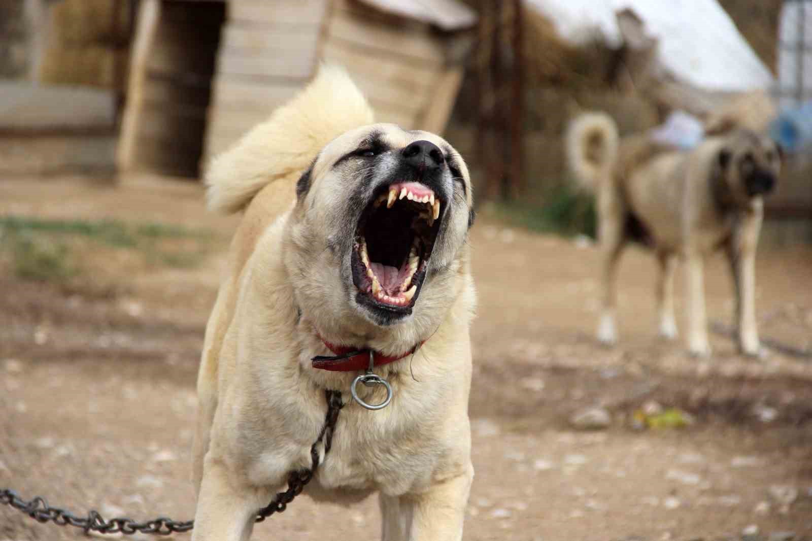 Yazın aslan, kışın kurt özellikleri taşıyor
