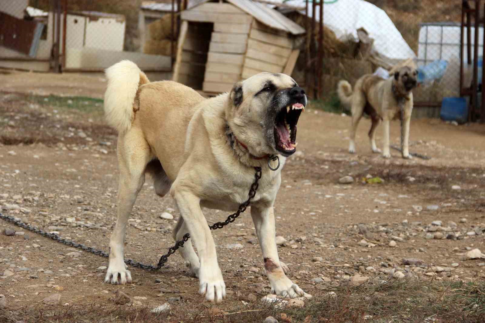 Yazın aslan, kışın kurt özellikleri taşıyor
