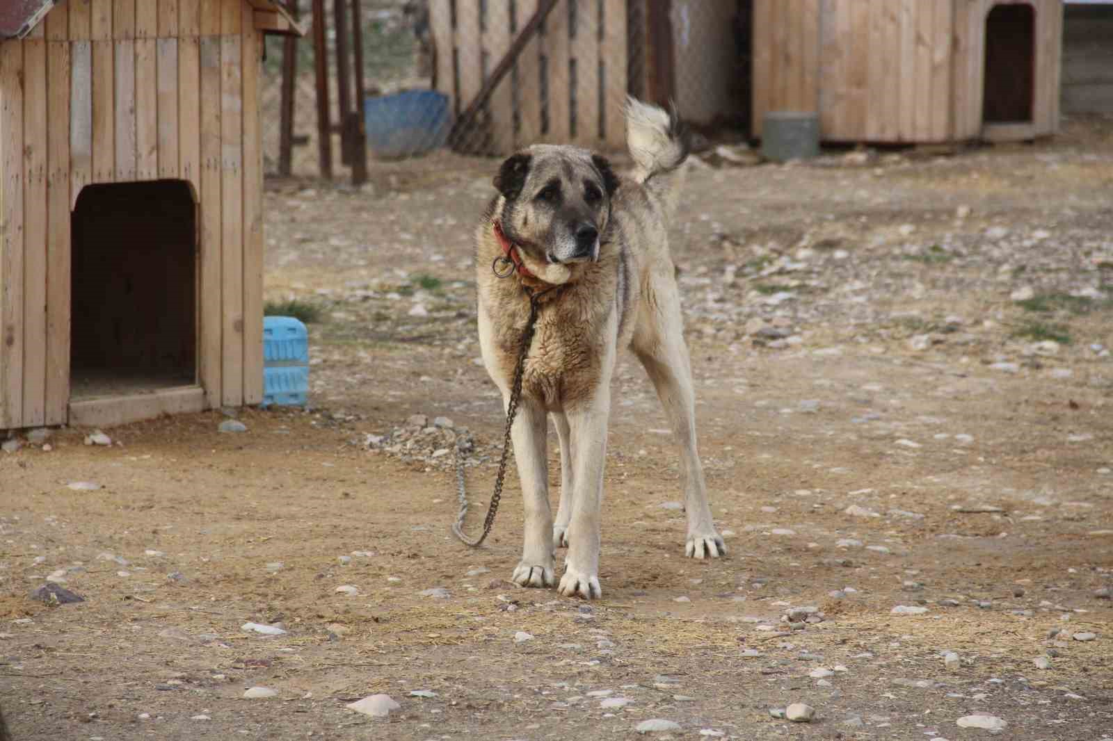 Yazın aslan, kışın kurt özellikleri taşıyor
