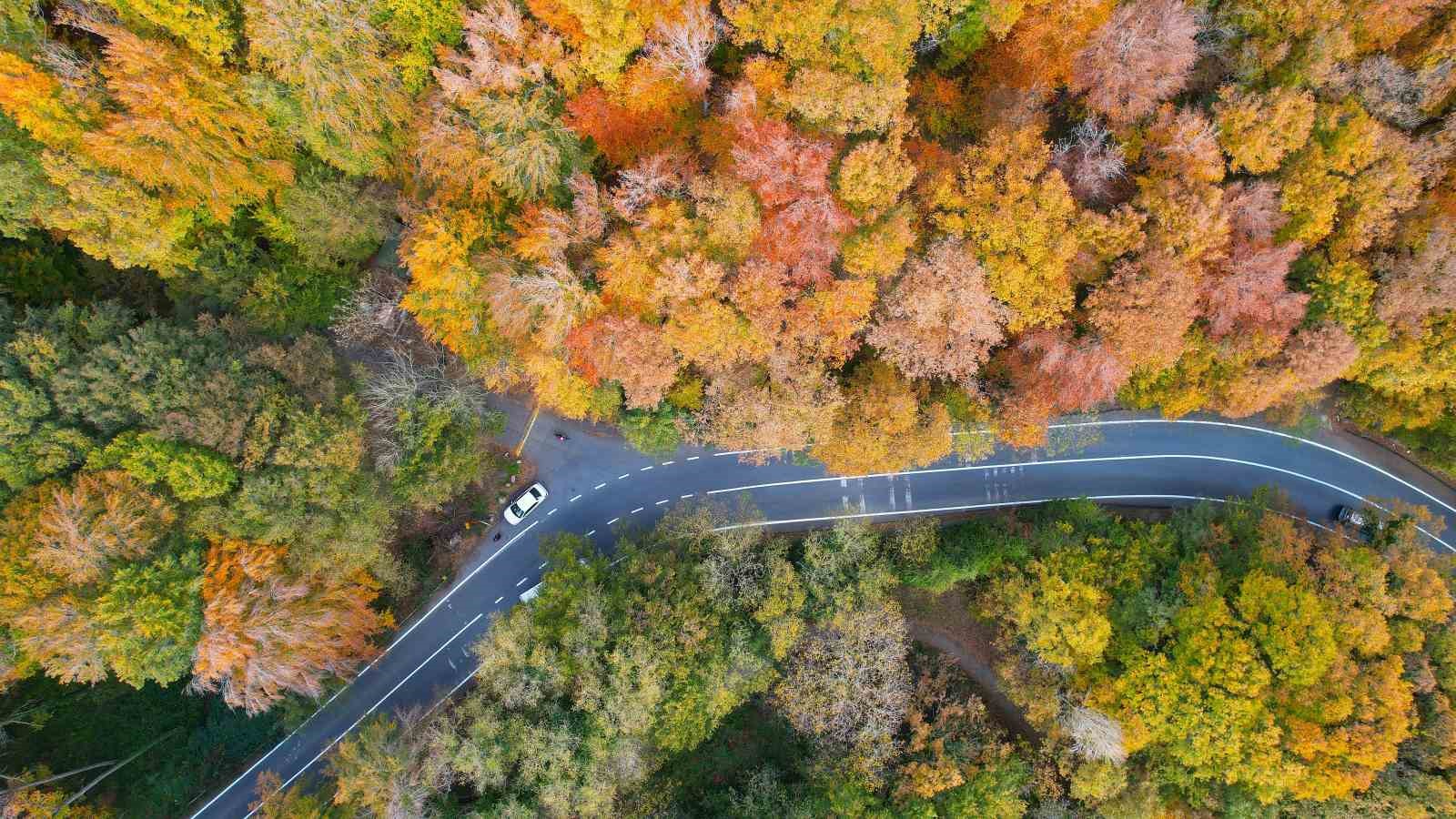 Belgrad Ormanı sonbahar renklerine büründü
