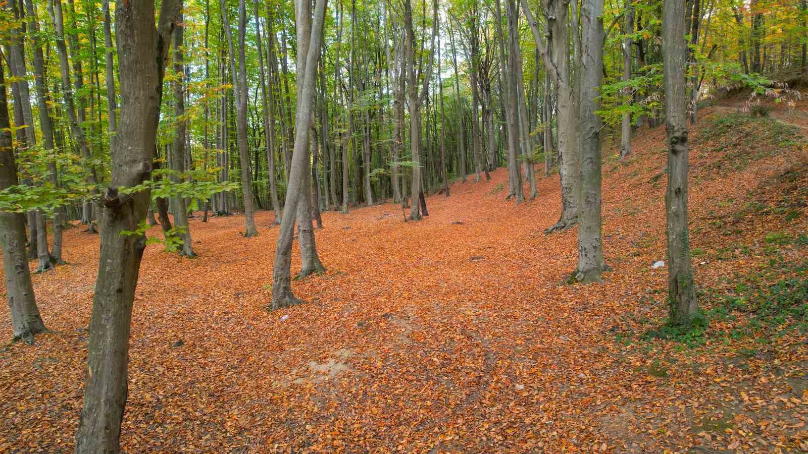 Belgrad Ormanı sonbahar renklerine büründü
