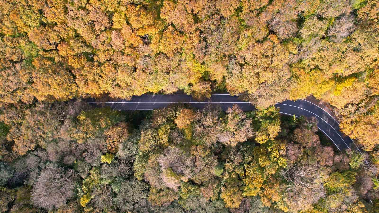 Belgrad Ormanı sonbahar renklerine büründü
