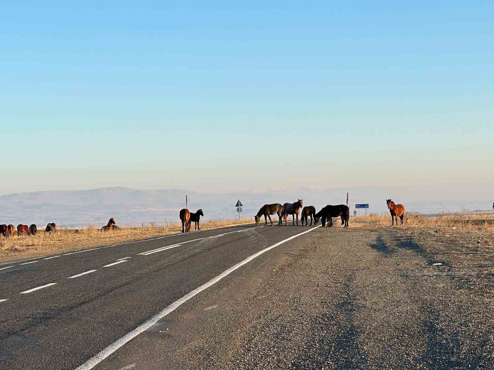 Başıboş atlar tehlike saçıyor
