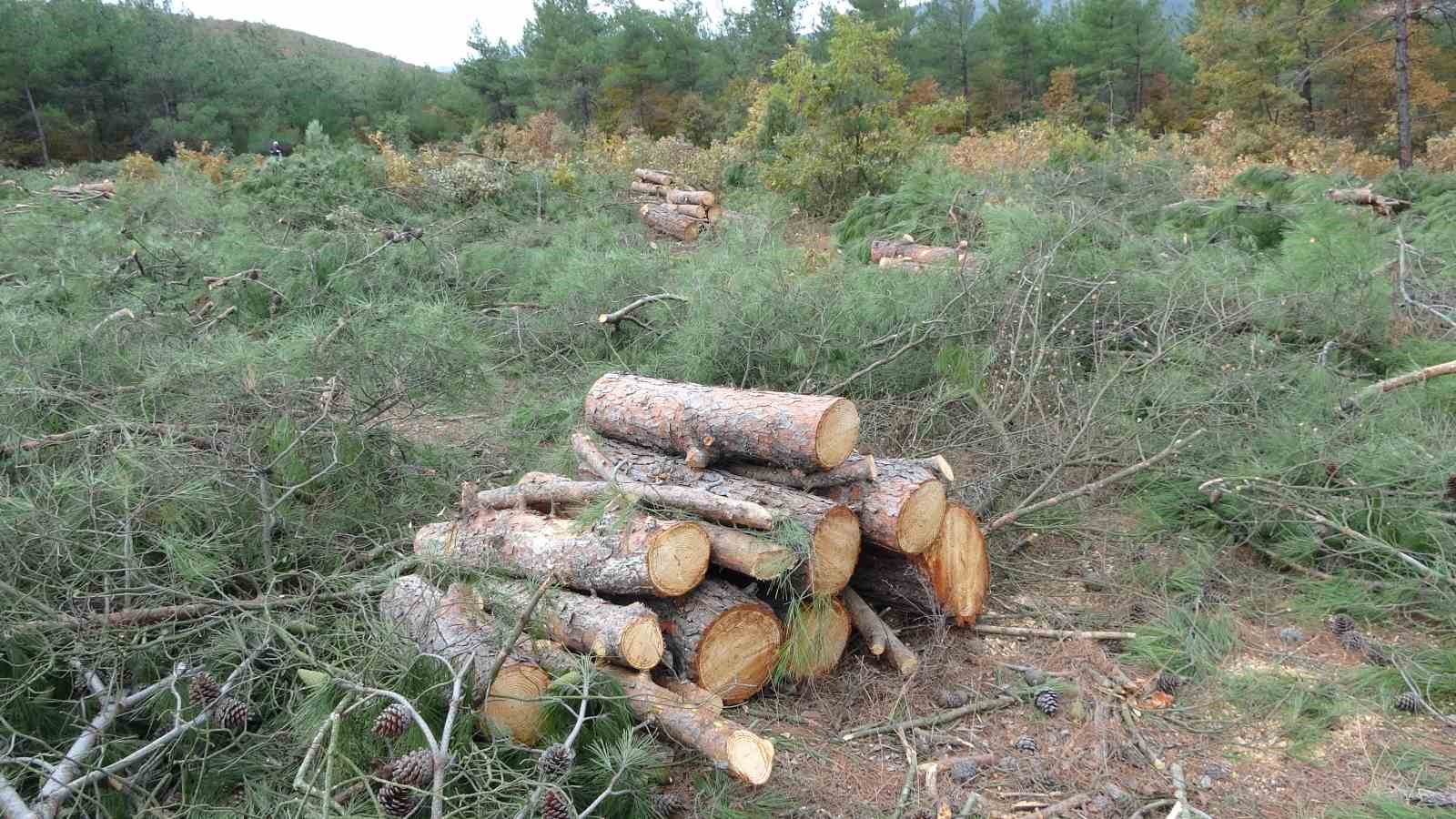 Kaz Dağları’ndaki ağaç kesimine çevrecilerden tepki
