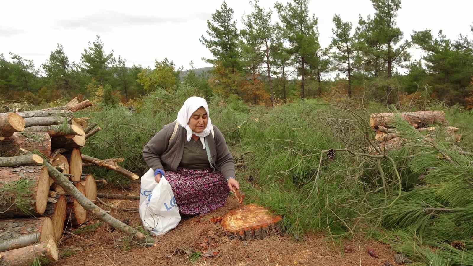 Kaz Dağları’ndaki ağaç kesimine çevrecilerden tepki
