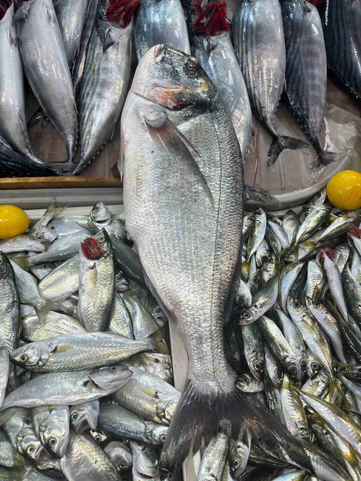 Balık tezgahlarında Hamsi, Çinekop ve Palamut bolluğu
