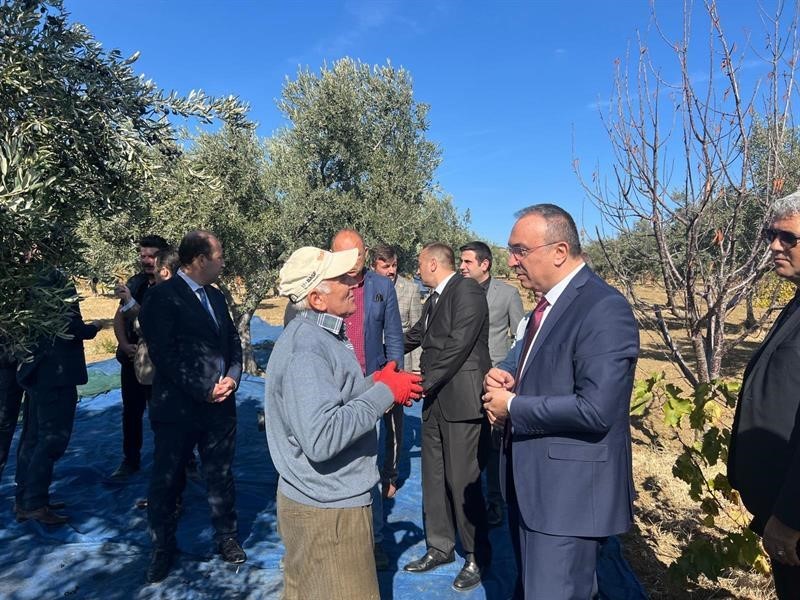 Tekirdağ’da zeytin hasadı etkinliği
