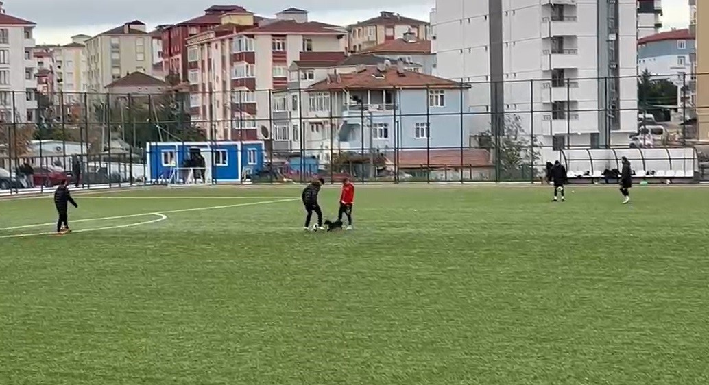 Sahanın sevimli ziyaretçisi futbolcuların antrenmanına ortak oldu
