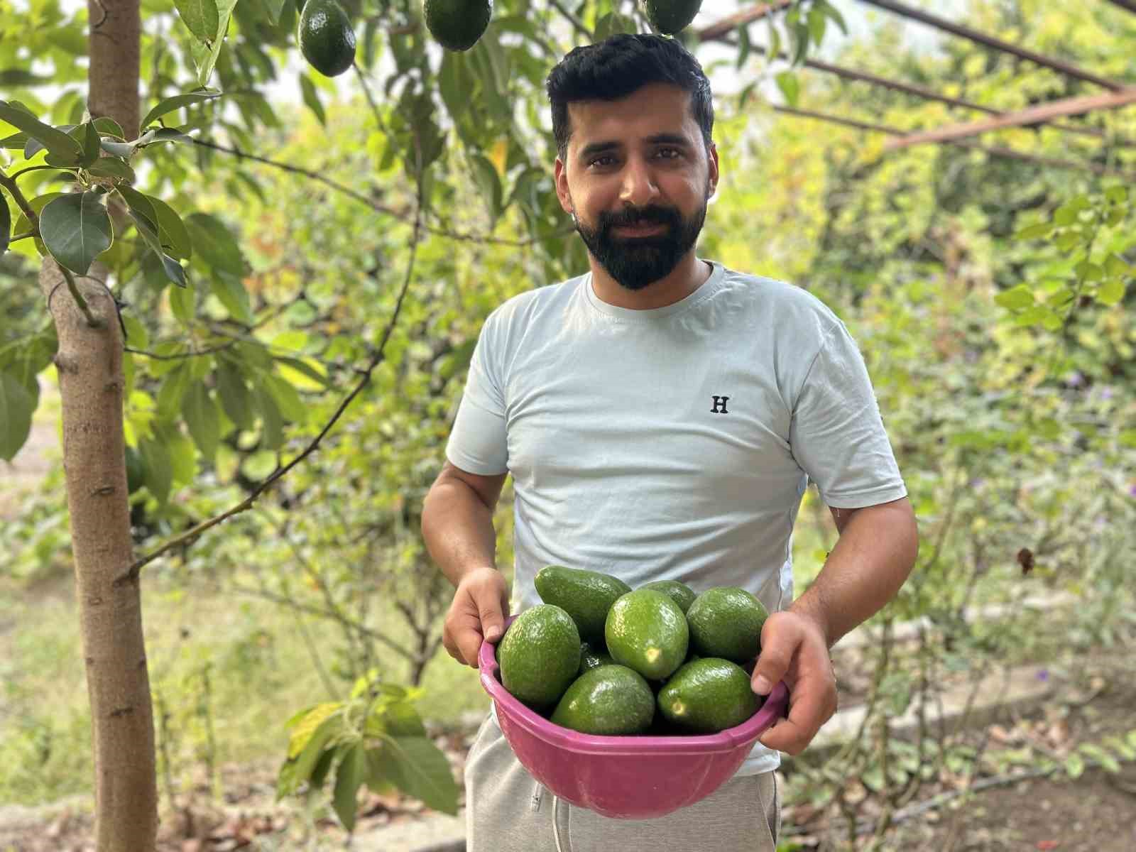 Deprem bölgesinde bereketli hasat: Avokado tarlada tanesi 20 TL’den alıcı buluyor
