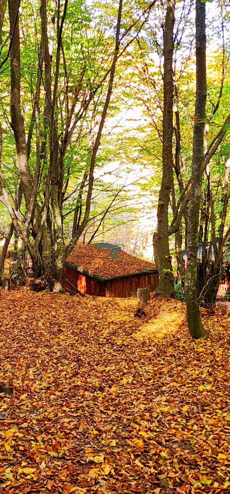 Yalova Kent Ormanı, sonbahar renklerine büründü
