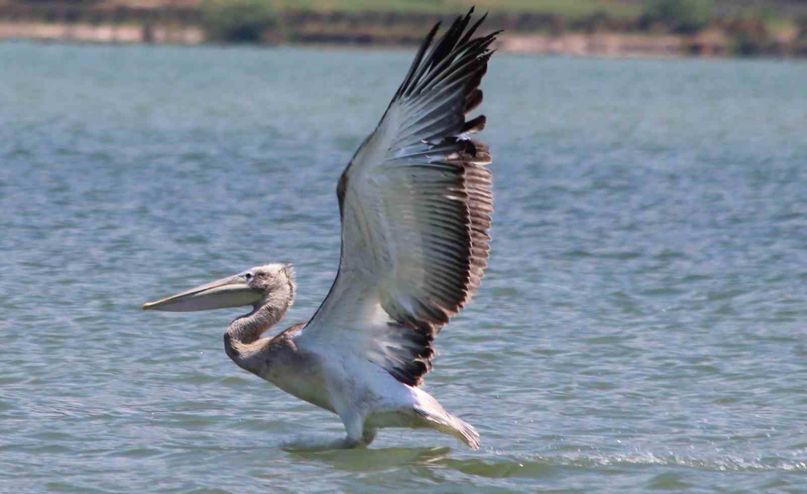 EKODOS Azap Gölü’nün şansı, tepeli pelikanlara dikkat çekti
