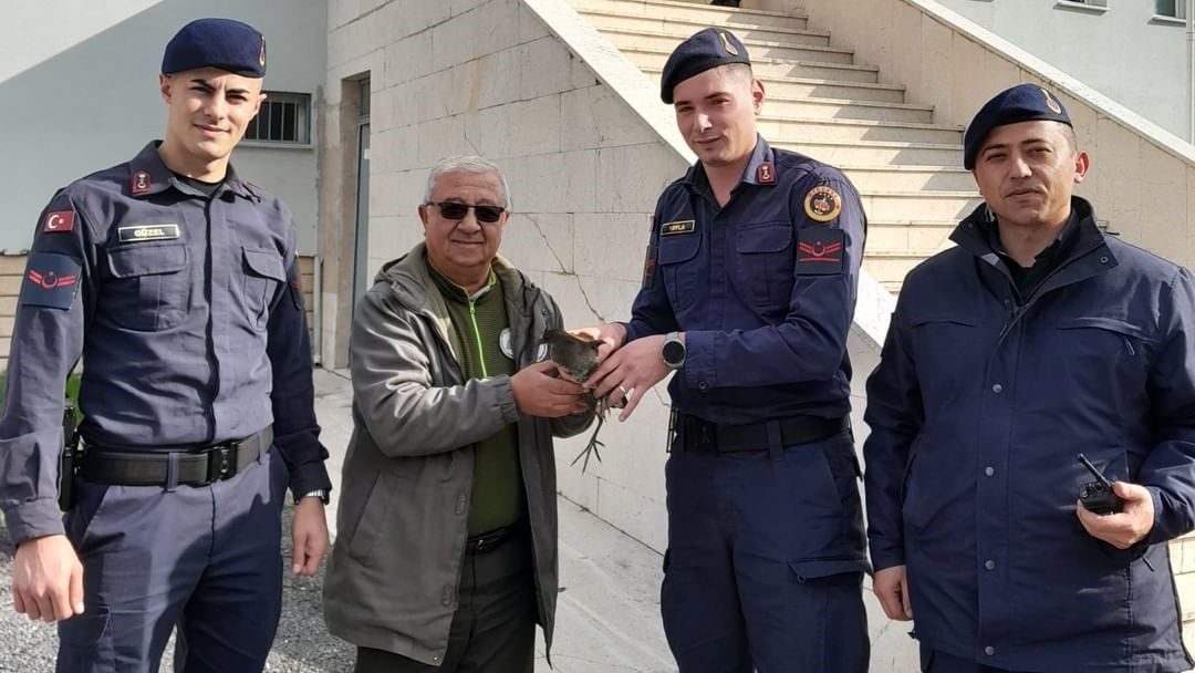 Kastamonu’da tedavileri tamamlanan yaban hayvanları yeniden doğaya salındı
