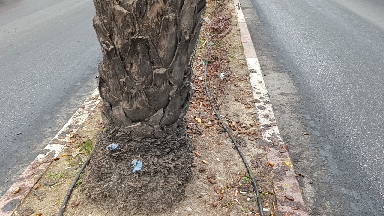 Yağış ve yola dökülen hurmaların kayganlaştırdığı yollar kazaları da beraberinde getirdi
