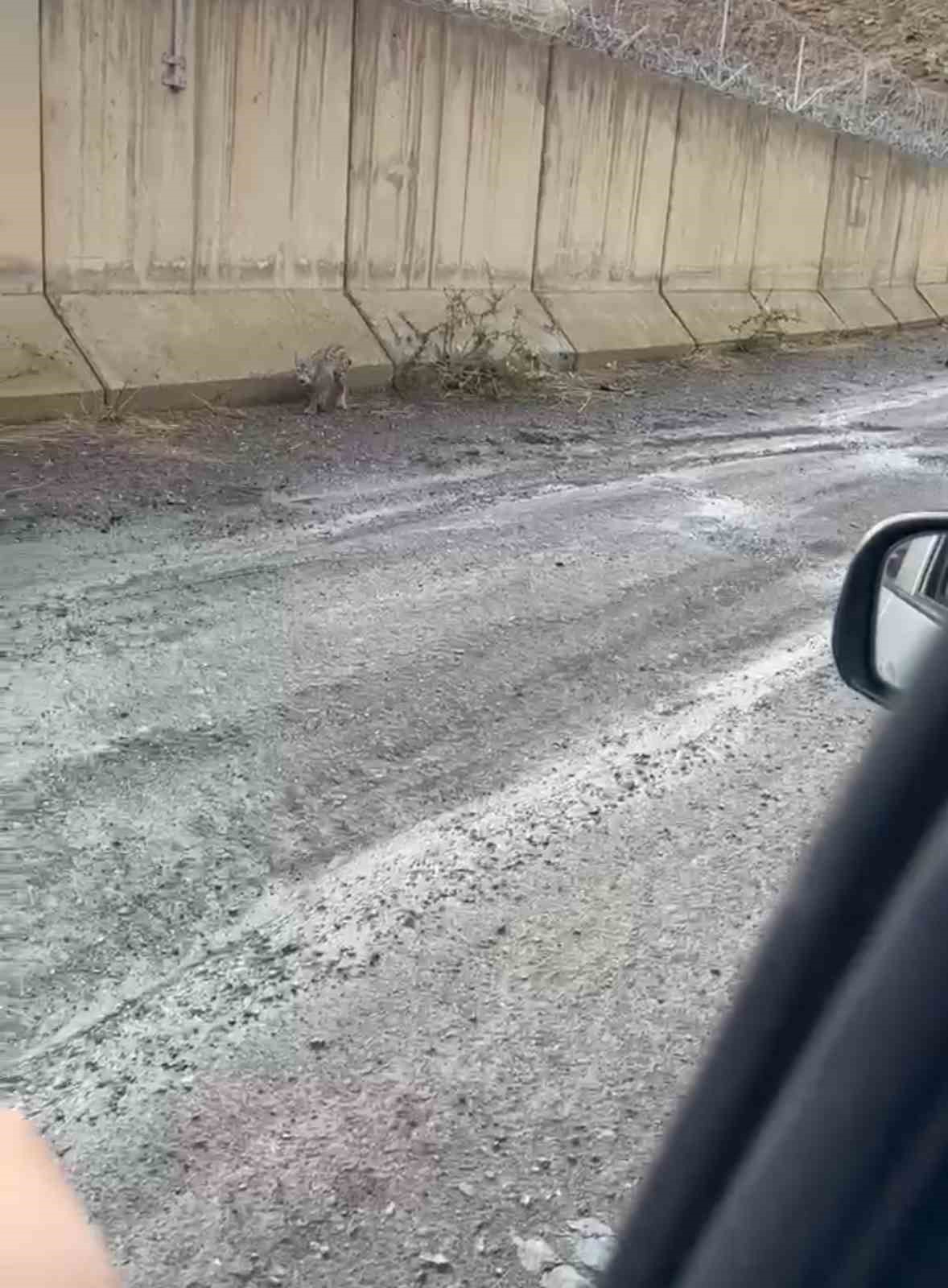 Yüksekova’da nesli tehlike altında olan vaşak görüntülendi
