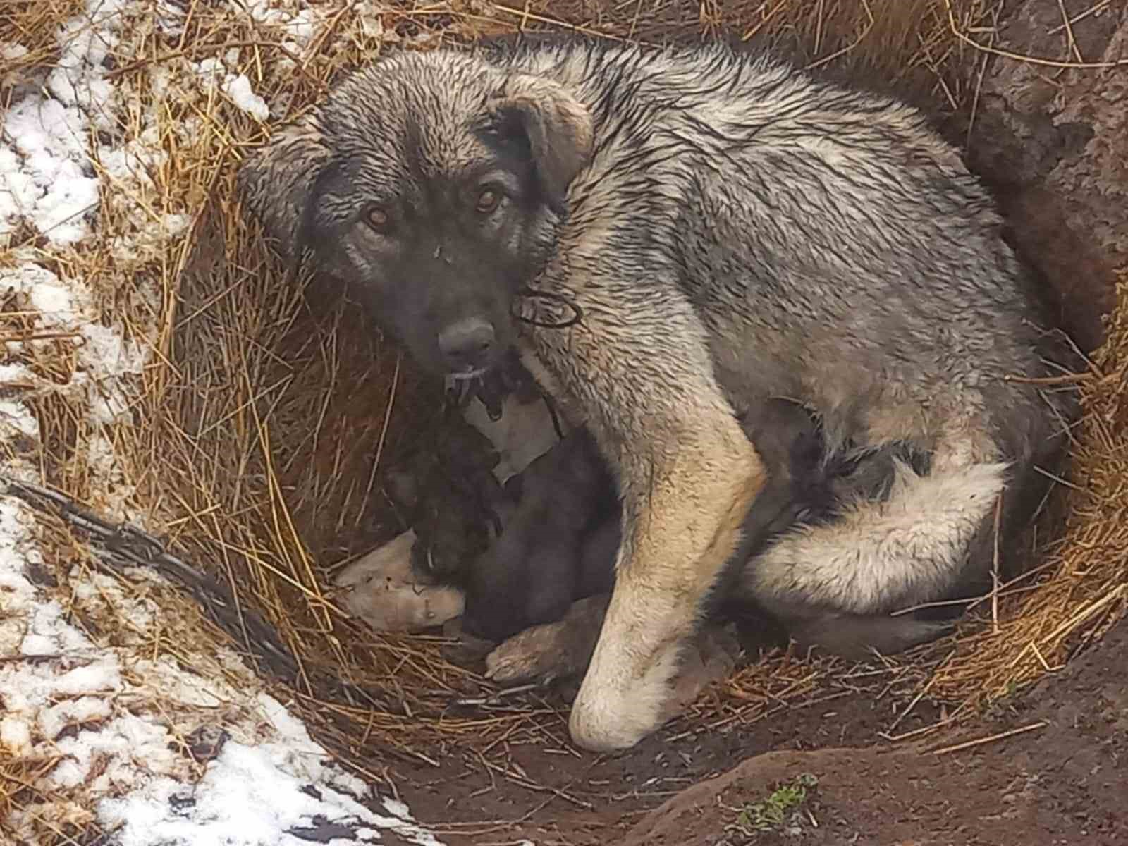 Kars’ta kar yağışı
