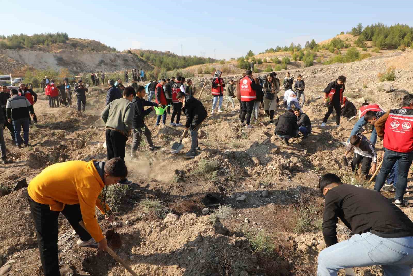 Nizip Belediyesi, bin adet zeytin fidesi dikti
