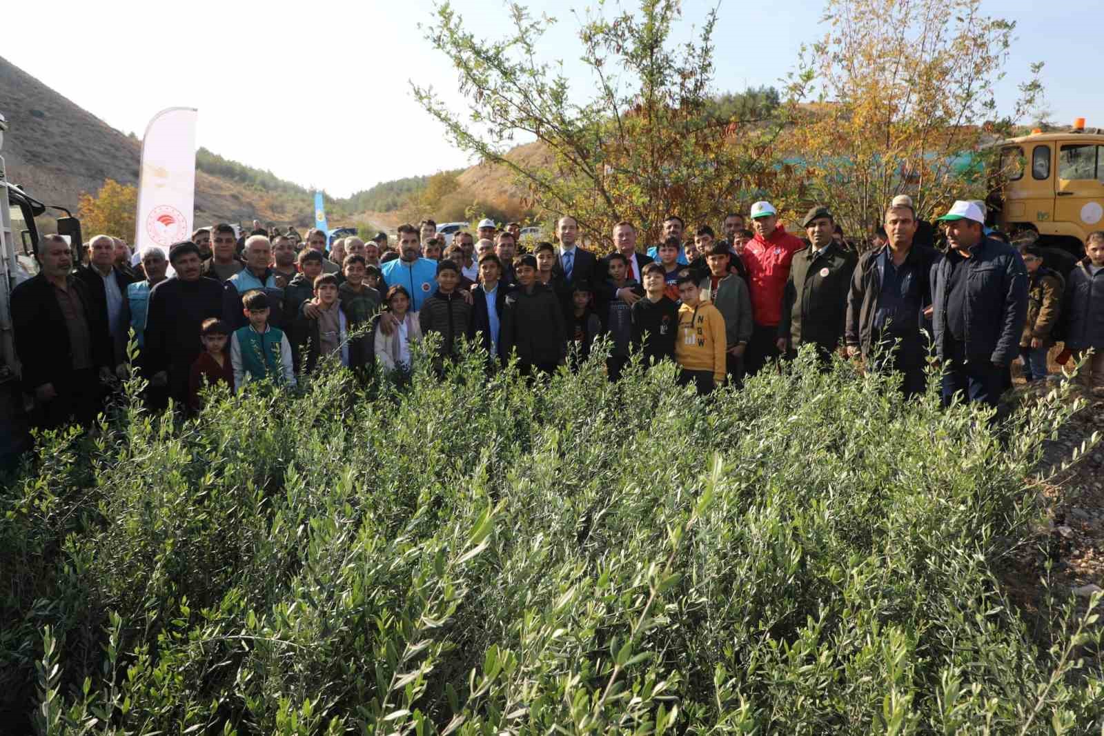 Nizip Belediyesi, bin adet zeytin fidesi dikti
