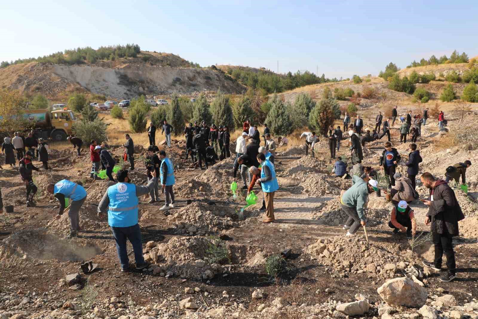 Nizip Belediyesi, bin adet zeytin fidesi dikti
