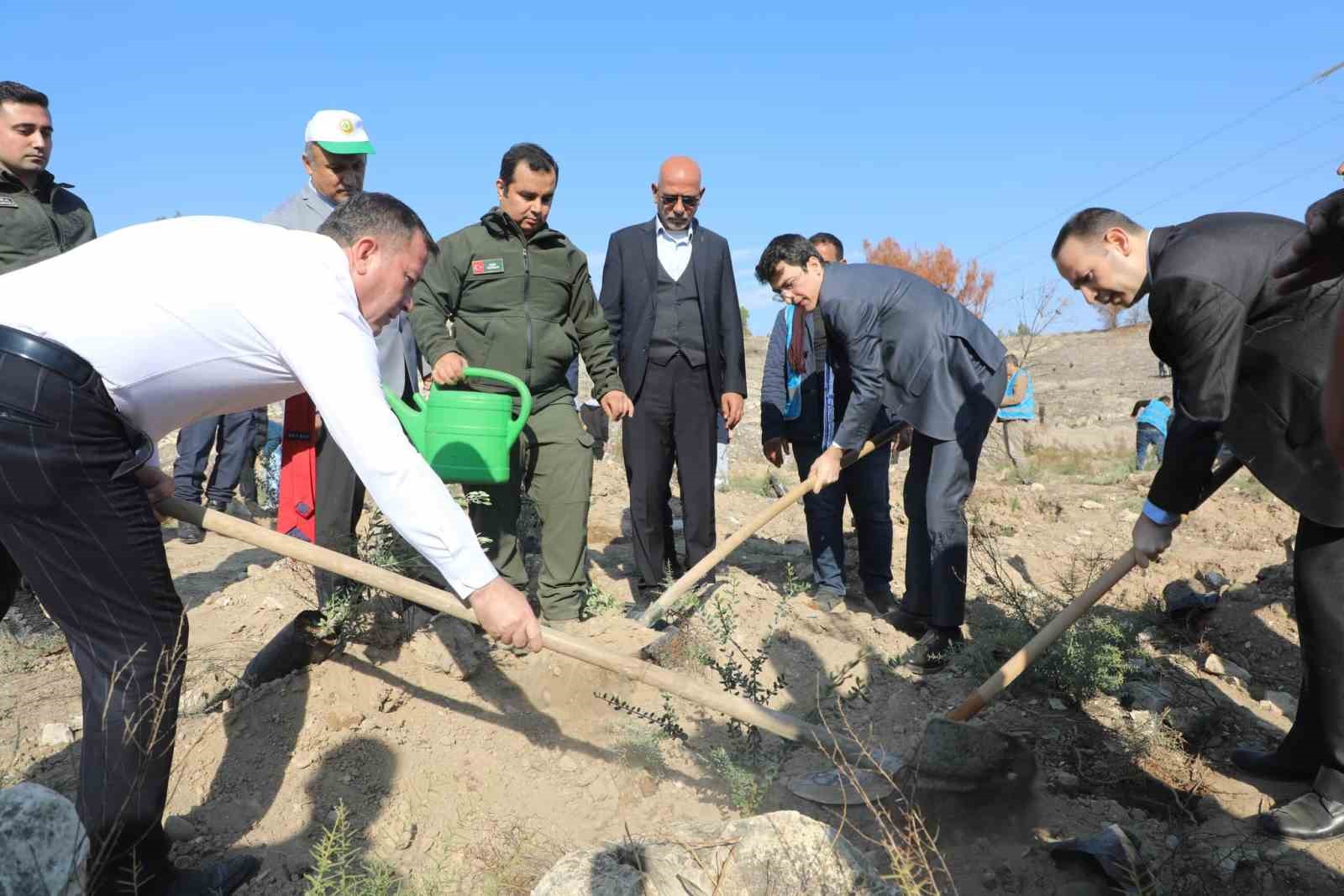 Nizip Belediyesi, bin adet zeytin fidesi dikti
