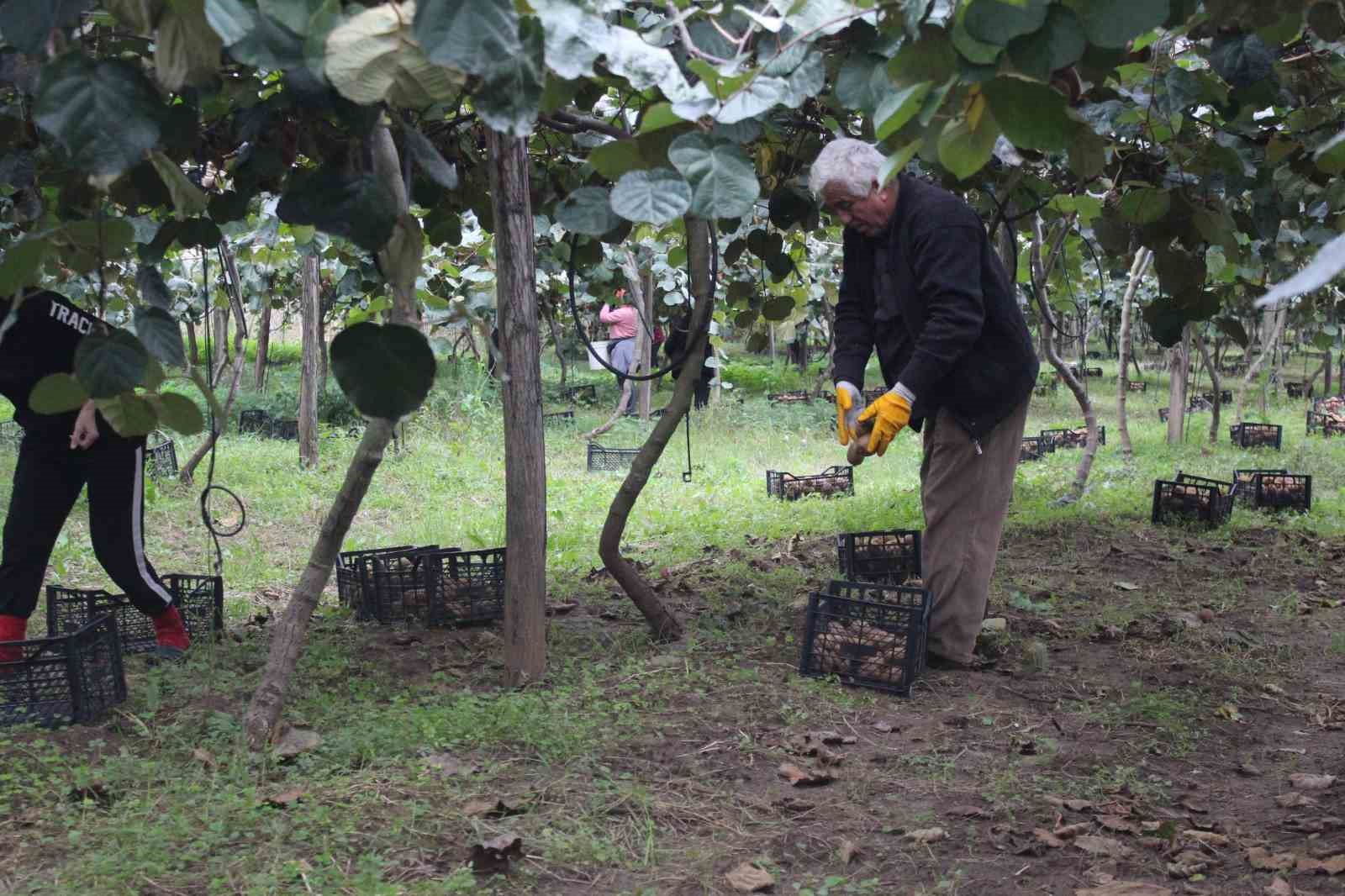 Çarşamba Ovası’nda kivi hasadına başlandı
