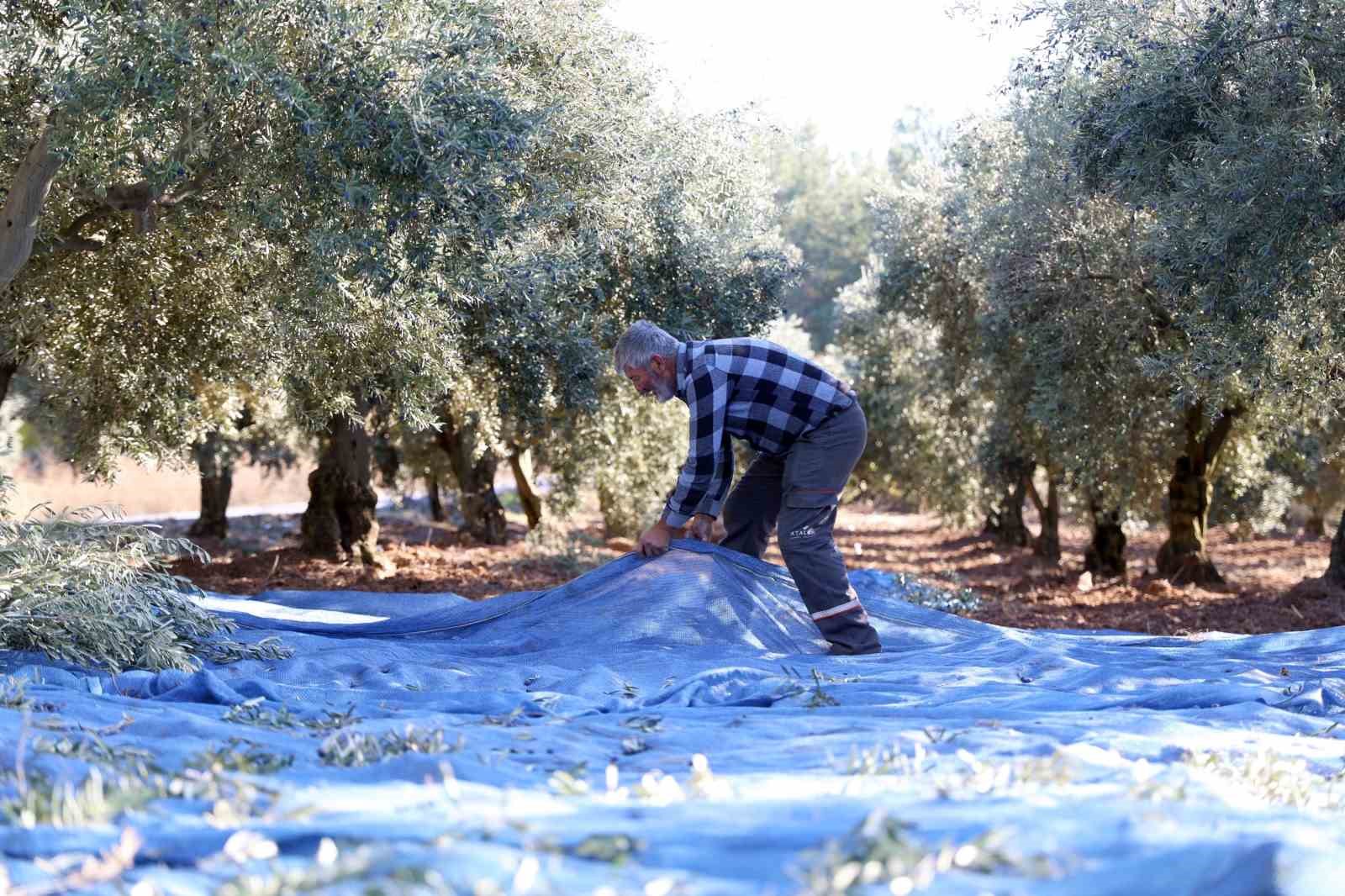 Mudanya Belediyesi zeytin üreticisinin yanında
