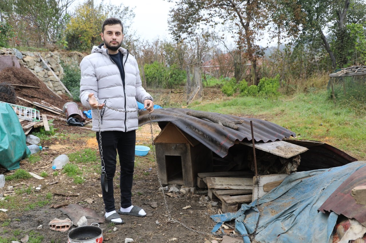 Çalındı zannedilen köpek, kurtlar tarafından parçalandı: O anlar kamerada
