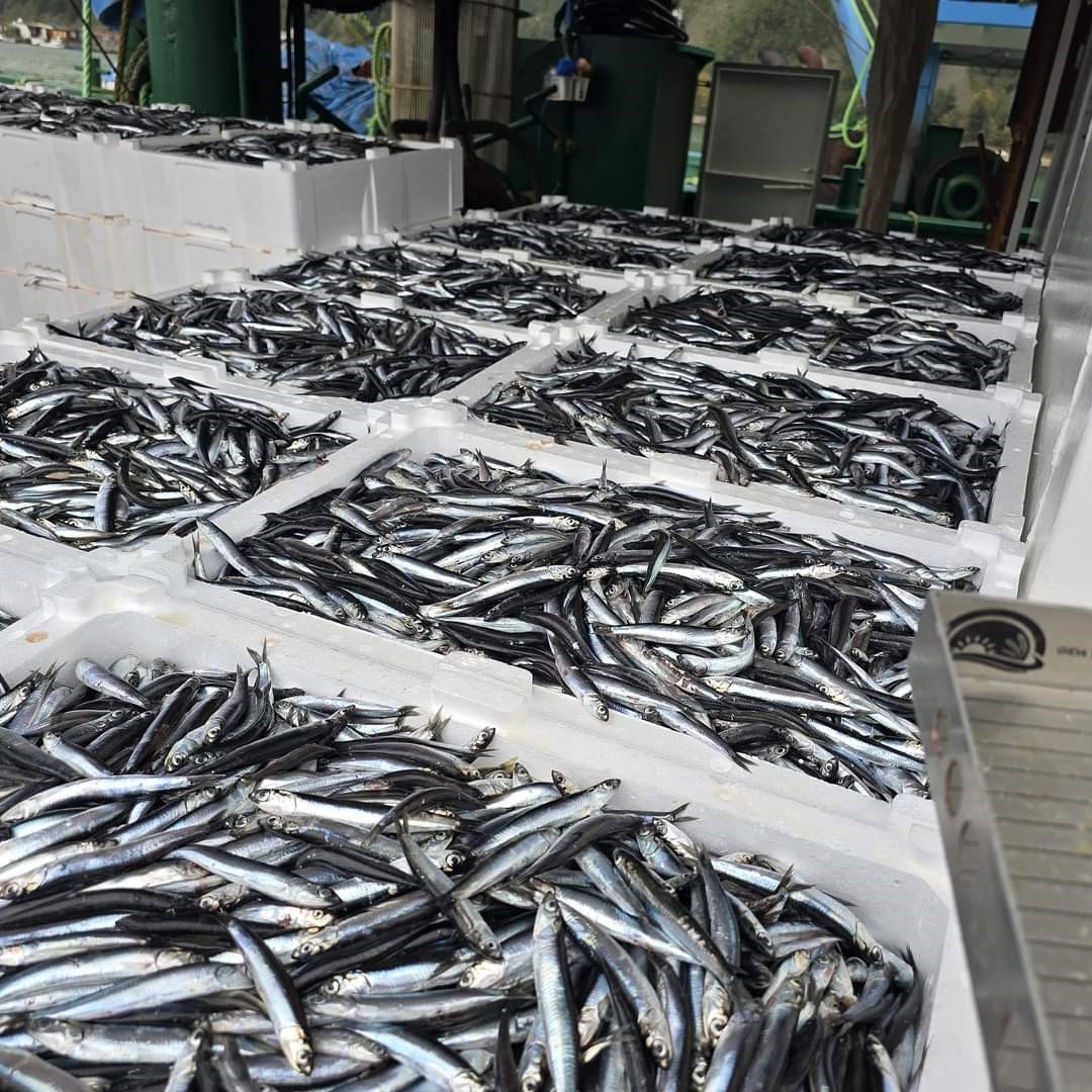 Karadeniz’de hamsi bereketi
