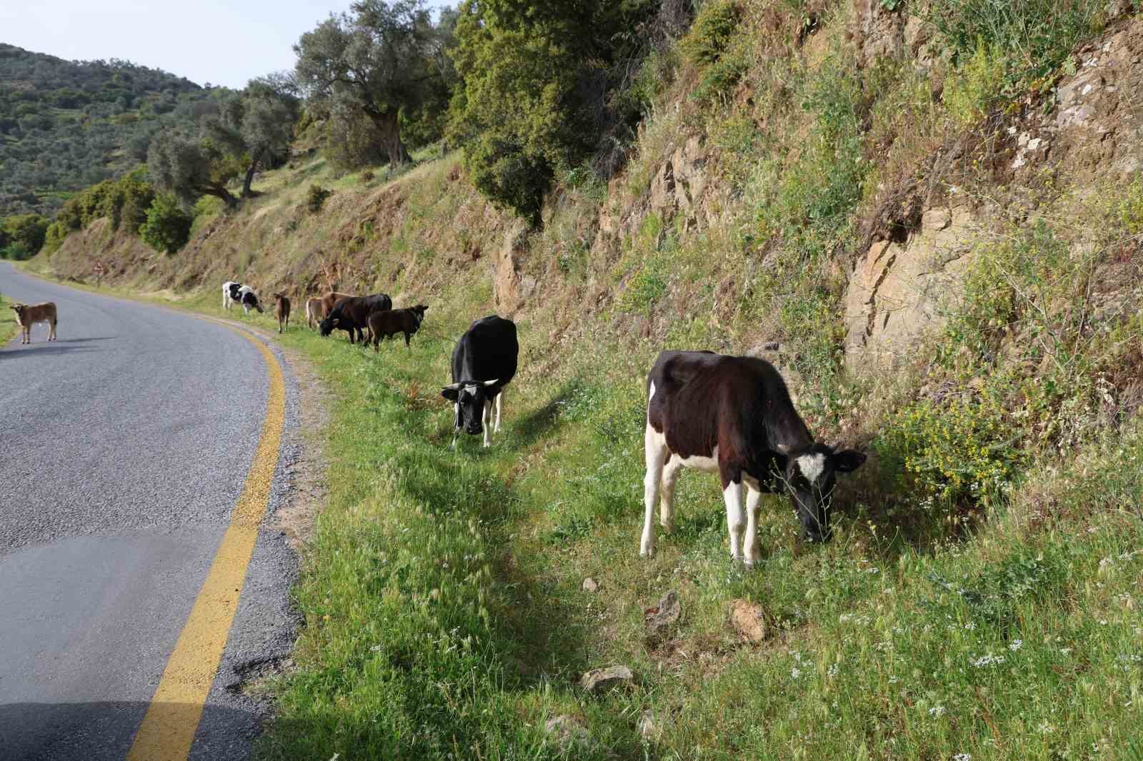 Doğal ortamda beslenen hayvanların et ve sütünün daha sağlıklı olduğu belirtildi
