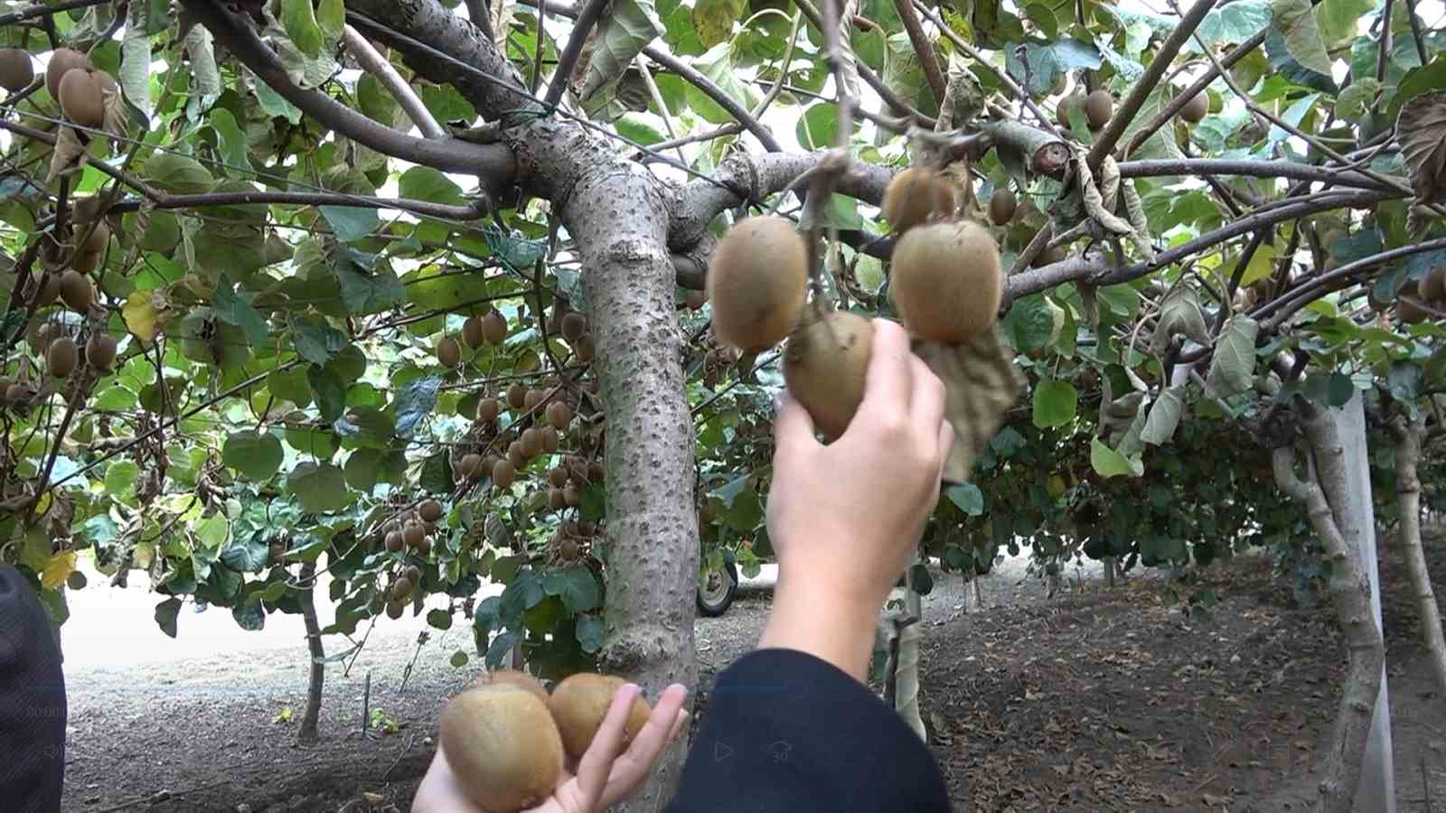 Yalova Kivisi Hasat Şenliği renkli görüntülere sahne oldu
