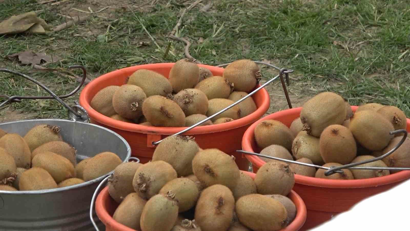 Yalova Kivisi Hasat Şenliği renkli görüntülere sahne oldu
