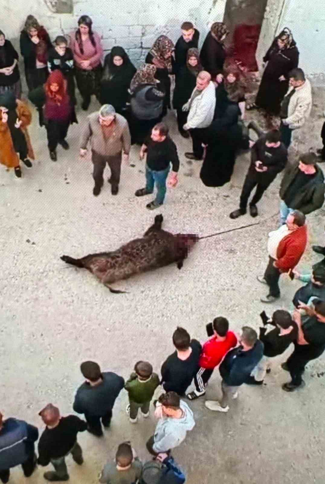 Gaziantep’te gündüz köye inen domuz vatandaşlara saldırdı: 1 yaralı
