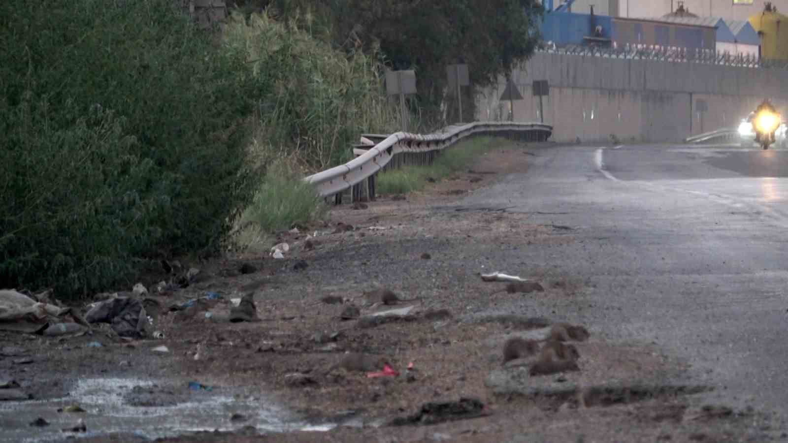 Araçlardan dökülen tahıllarla beslenen fareler, kara yolunu adeta istila etti
