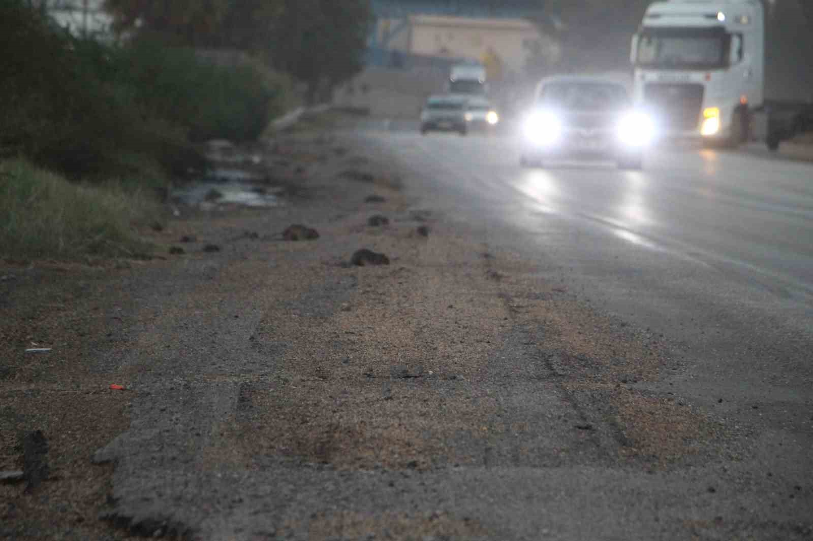 Araçlardan dökülen tahıllarla beslenen fareler, kara yolunu adeta istila etti
