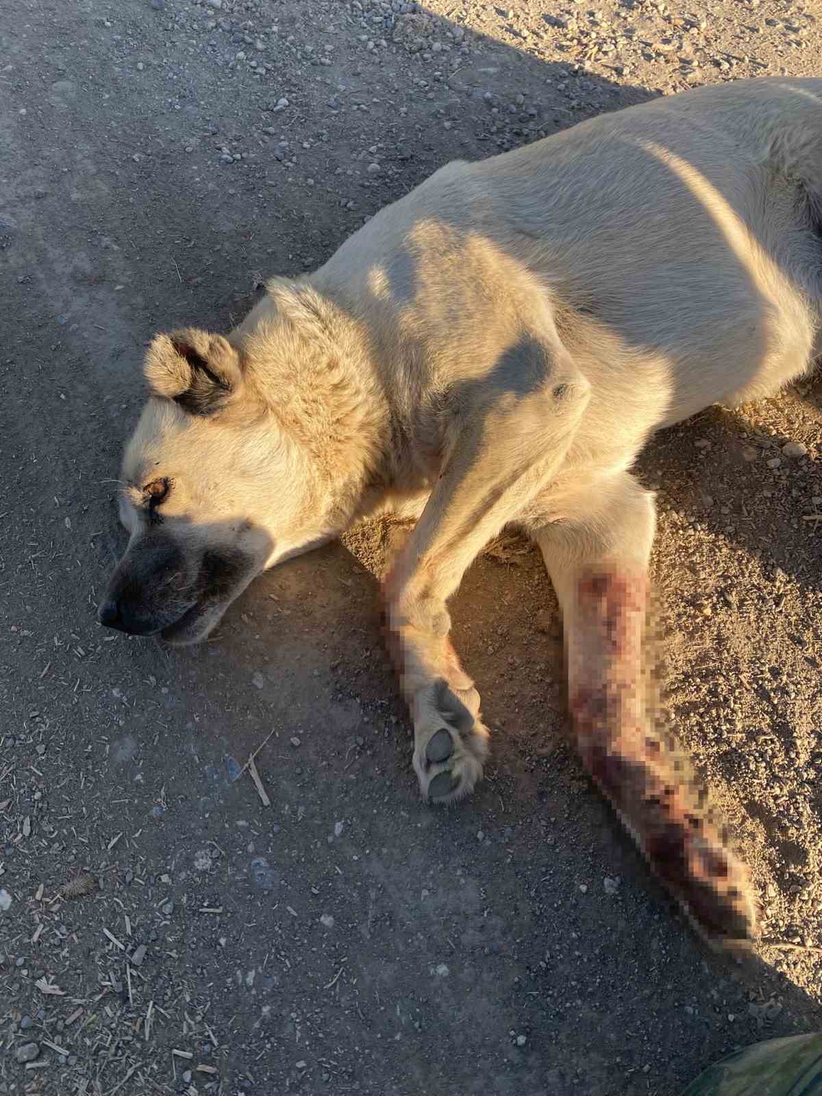 Otomobiliyle gözünün önündeki köpeğin üzerinden geçti
