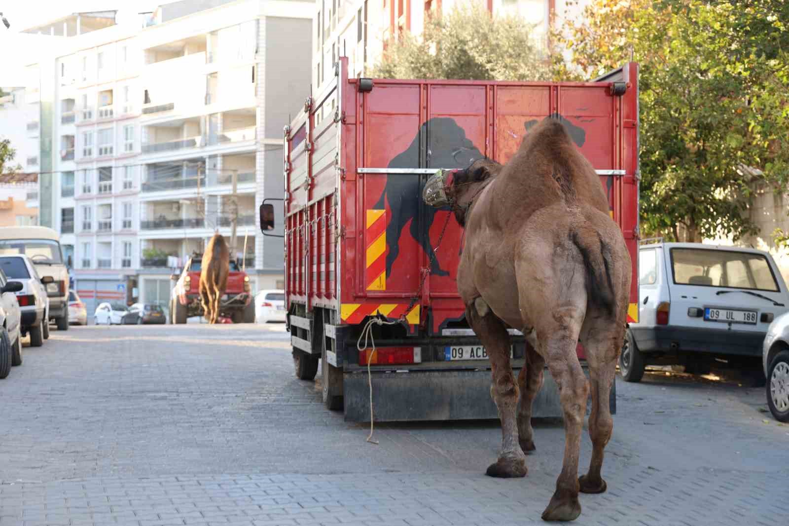 Küresel ısınma develerin de dengesini bozdu
