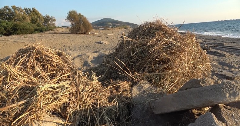 Sahildeki kum zambaklarına iş makineli tahribat
