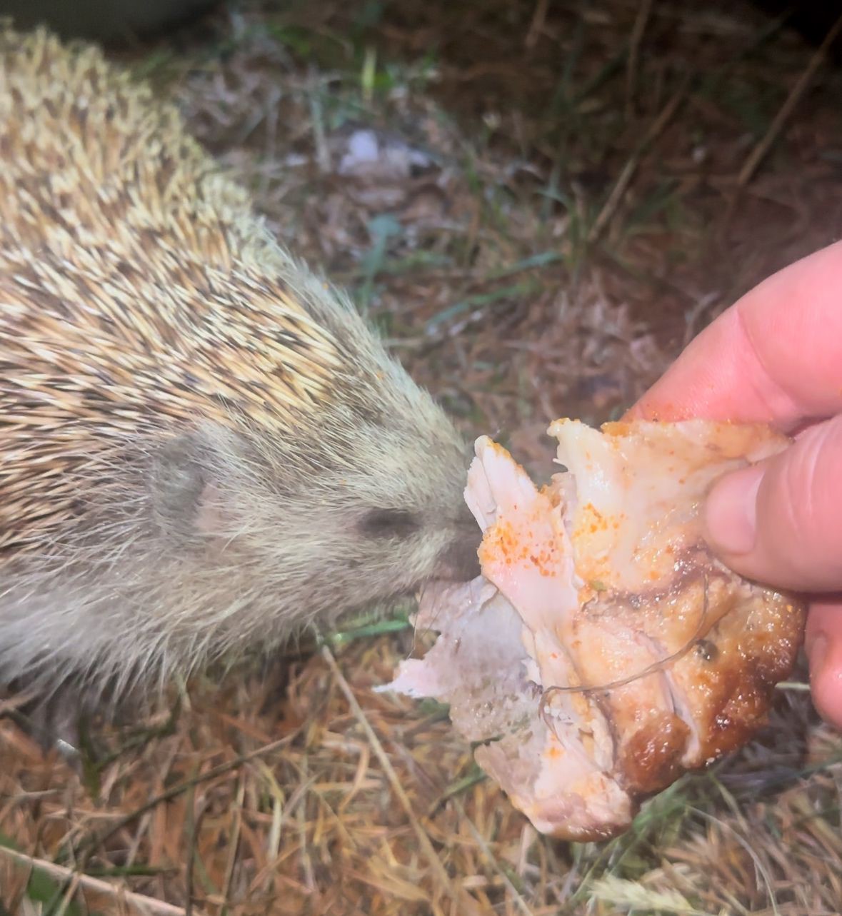 Kirpiyi kızarmış tavukla besledi
