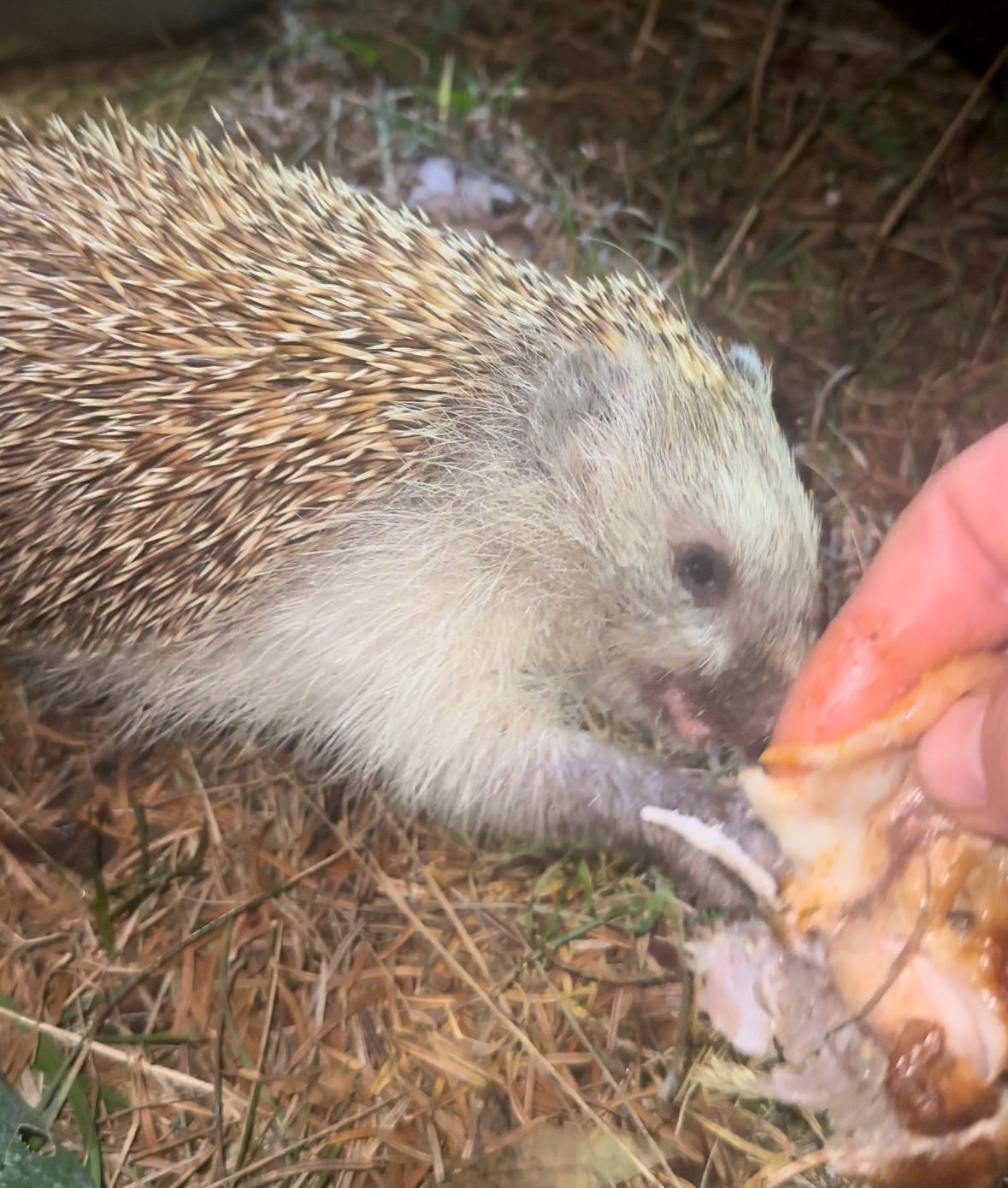 Kirpiyi kızarmış tavukla besledi
