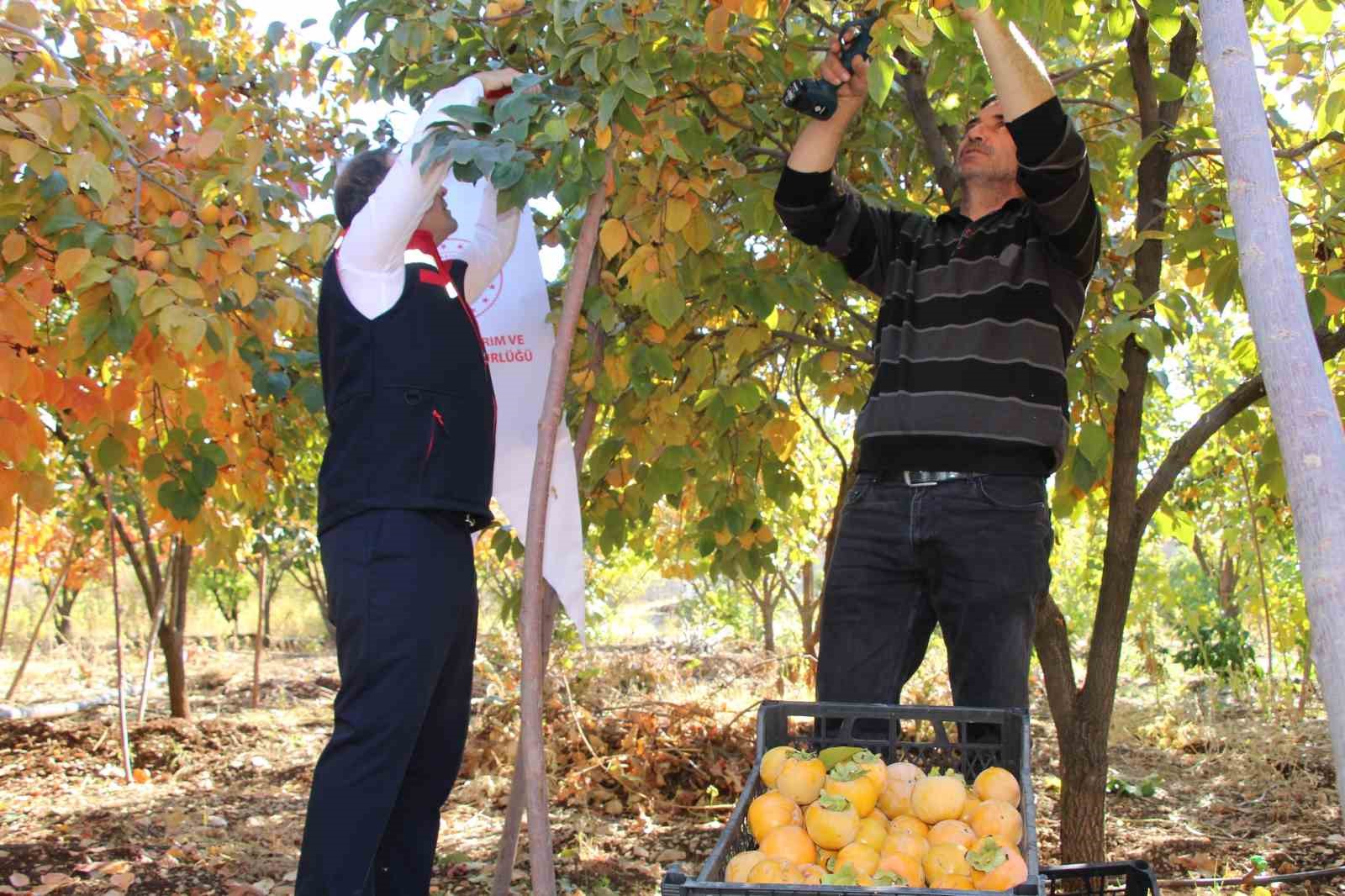 Denemek için bahçesine cennet hurması ekti, geçimini bununla sağlamaya başladı
