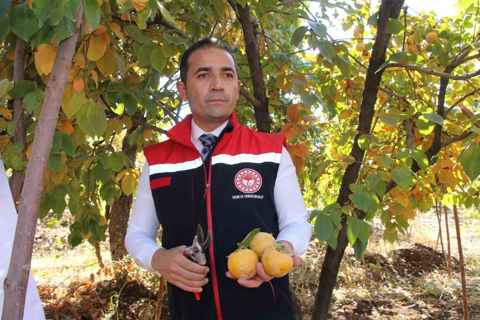 Denemek için bahçesine cennet hurması ekti, geçimini bununla sağlamaya başladı
