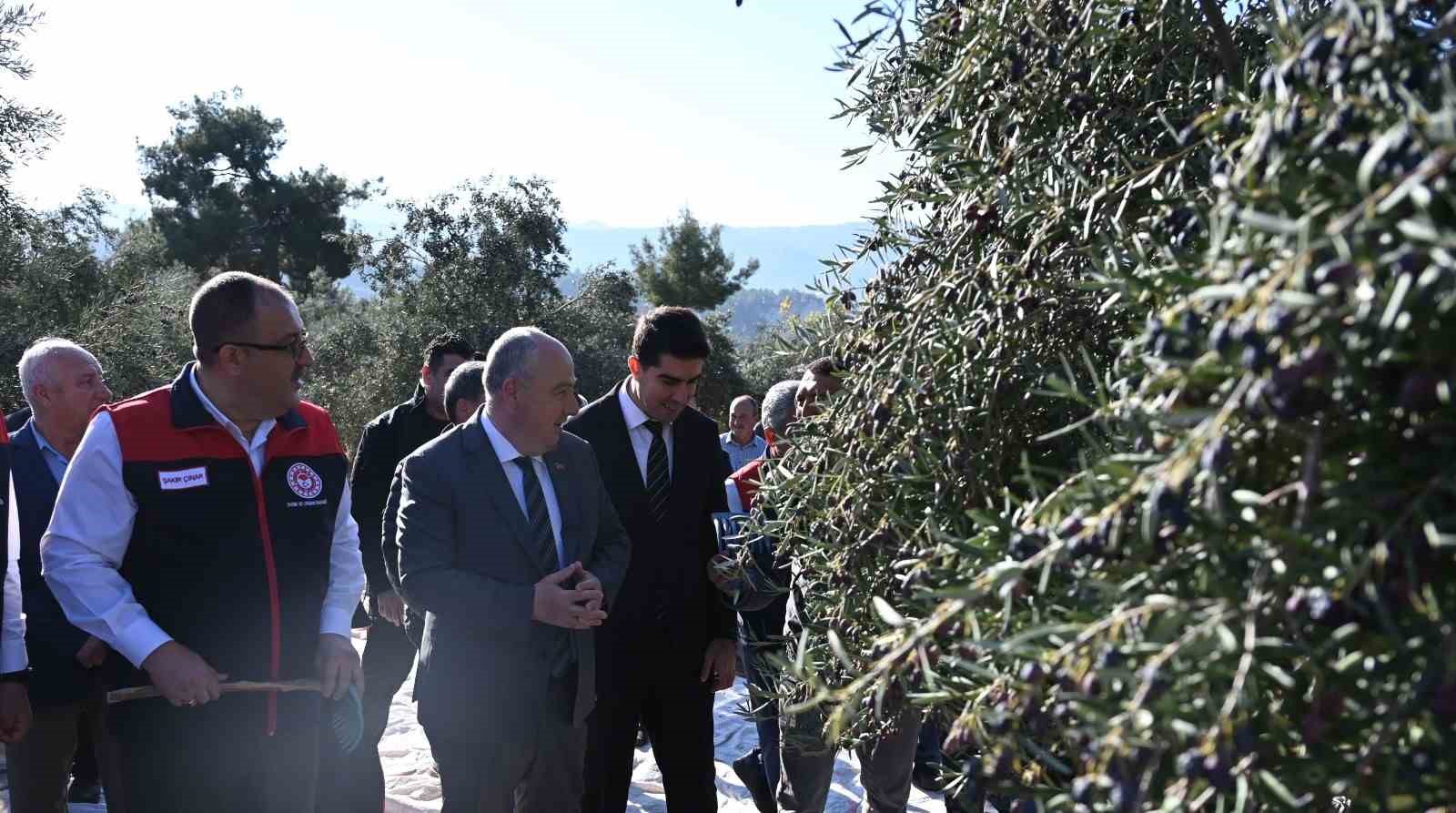 Denizli zeytincilikte Türkiye’de 14, Ege’de 5’inci sırada
