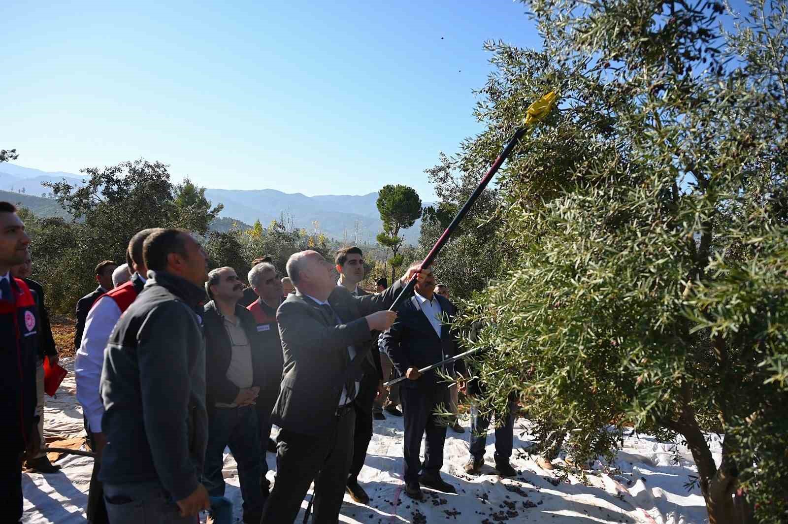 Denizli zeytincilikte Türkiye’de 14, Ege’de 5’inci sırada
